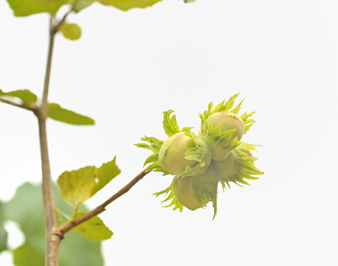 Hybrid Hazel Trees, Dietary Guidelines and Cod-Fearing Fish